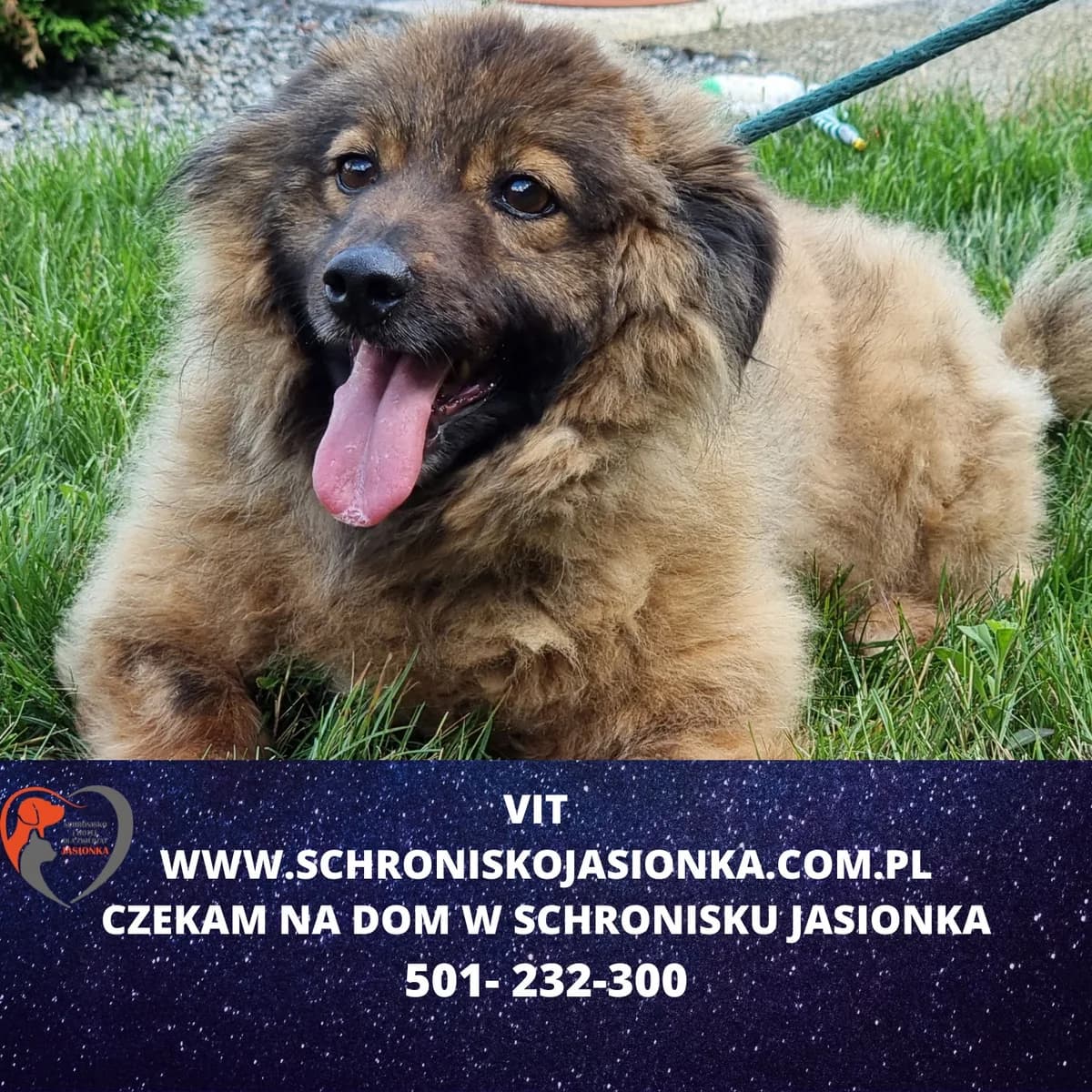Vit, male Mixed Breed for adoption at Schronisko Jasionka - Adoptuj Psa, Jasionka