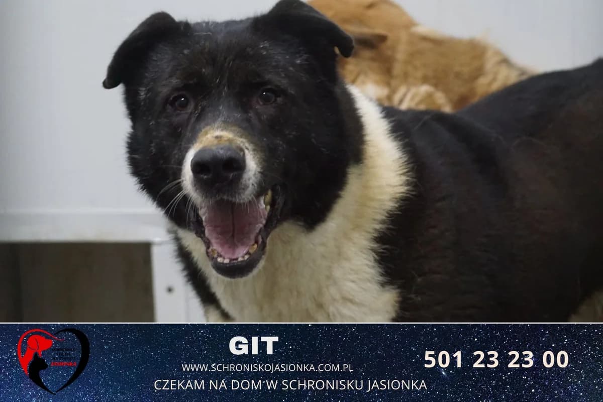 Git, male Mixed Breed for adoption at Schronisko Jasionka - Adoptuj Psa, Jasionka