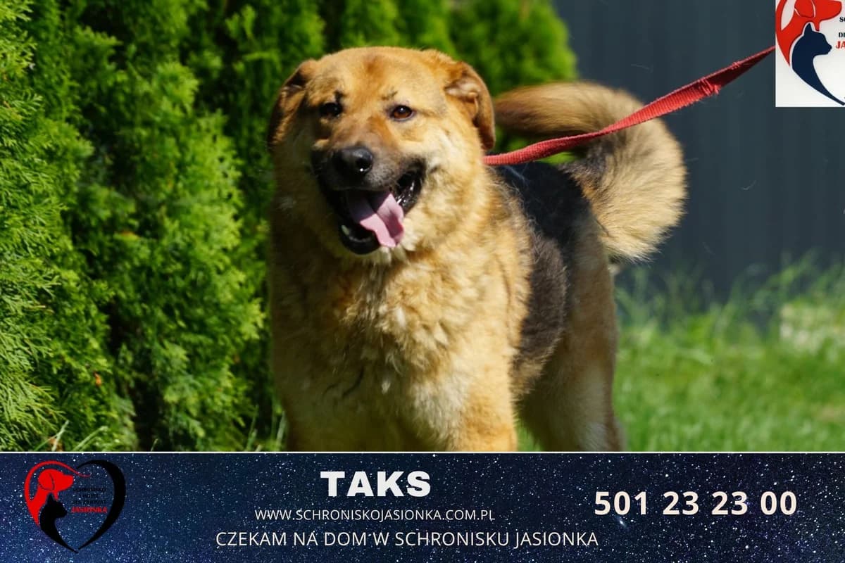 Taks, male Mixed Breed for adoption at Schronisko Jasionka - Adoptuj Psa, Jasionka