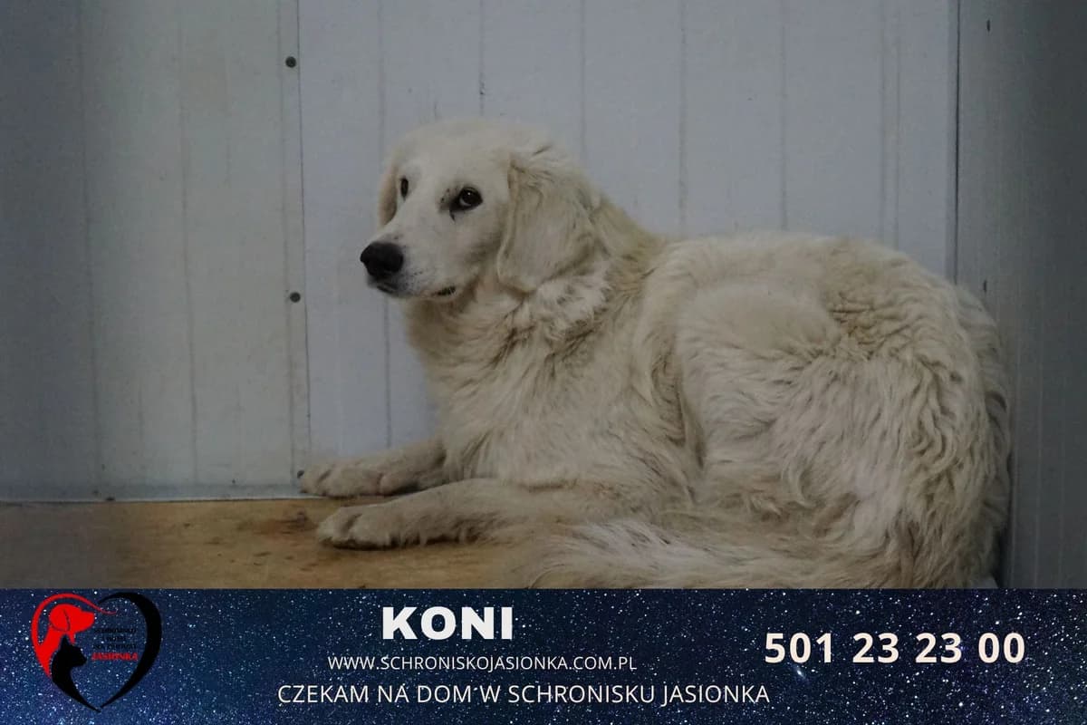 Koni, male Mixed Breed for adoption at Schronisko Jasionka - Adoptuj Psa, Jasionka