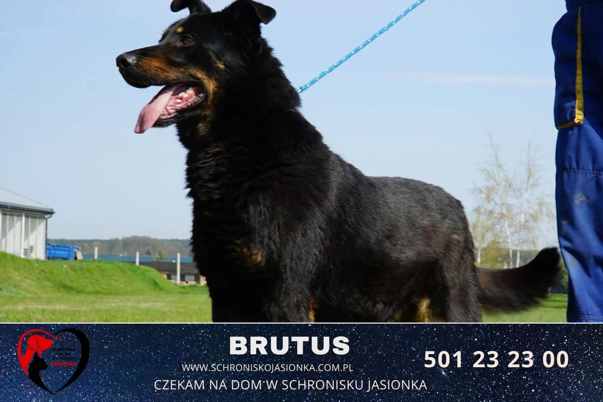 Brutus, male Mixed Breed for adoption at Schronisko Jasionka - Adoptuj Psa, Jasionka