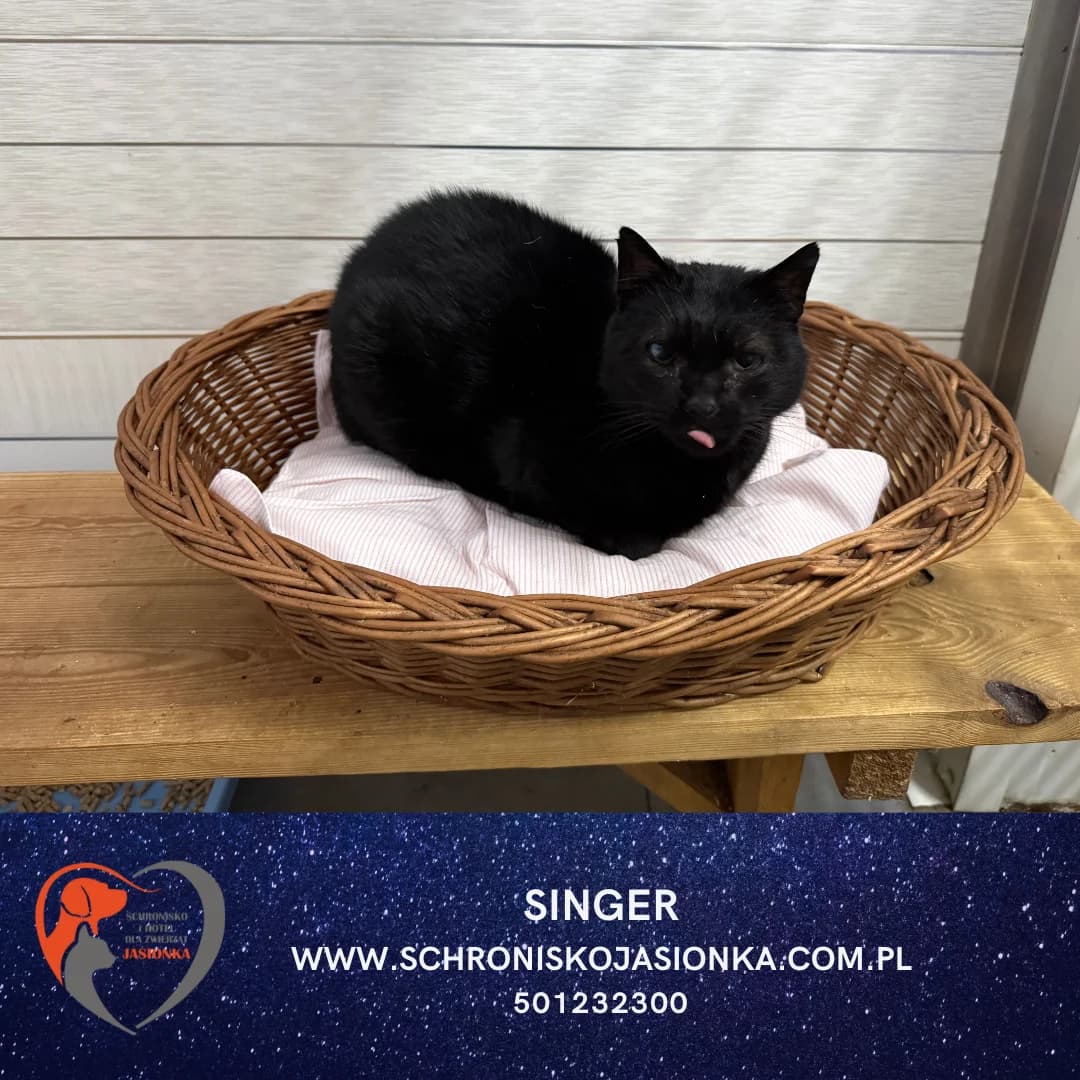 Singer, male Mixed Breed for adoption at Schronisko Jasionka - Adoptuj Psa, Jasionka
