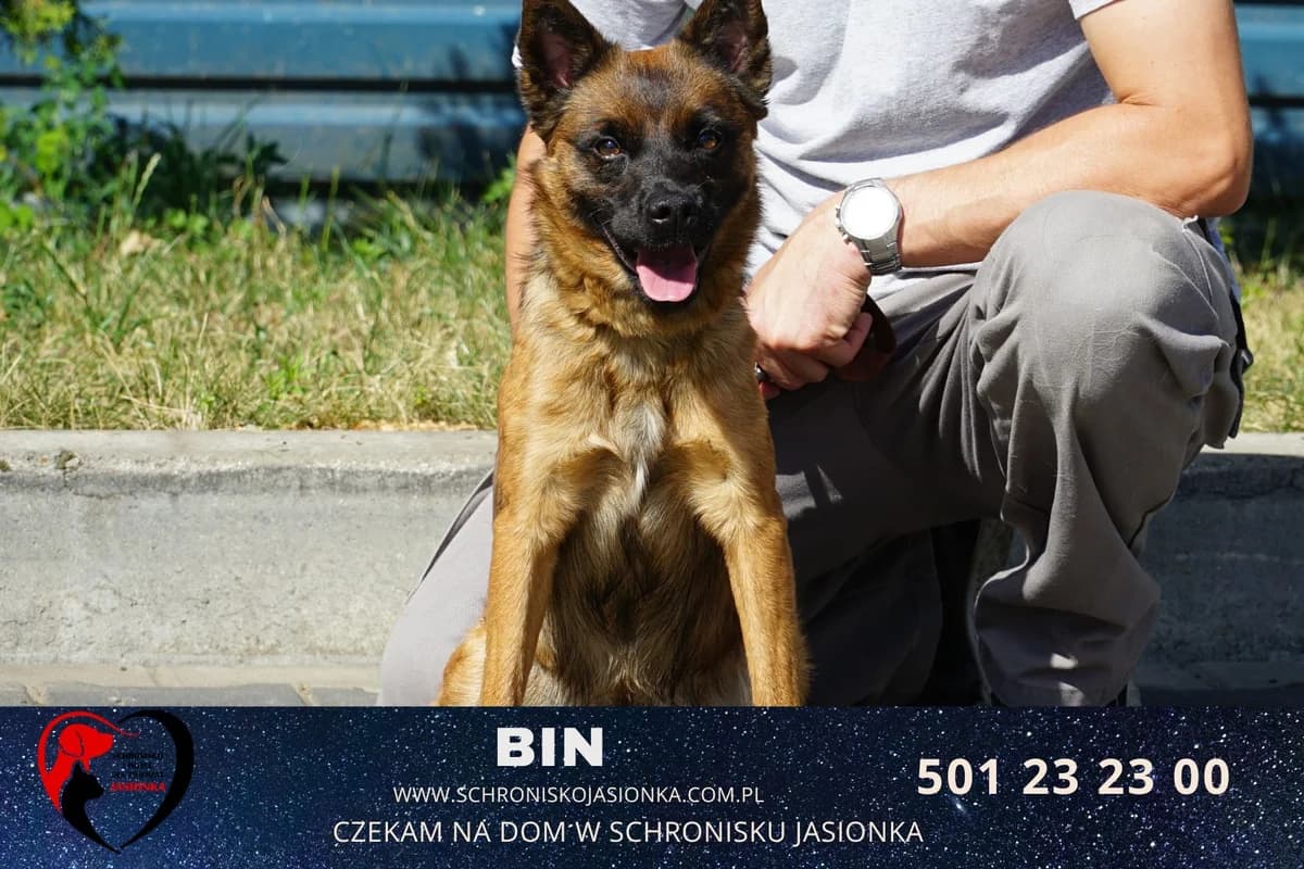 Bin, male Mixed Breed for adoption at Schronisko Jasionka - Adoptuj Psa, Jasionka