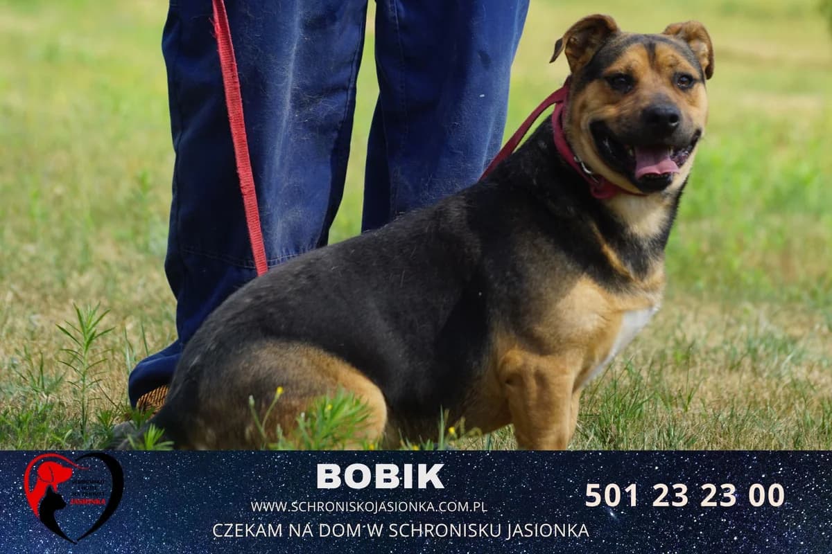Bobik, male Mixed Breed for adoption at Schronisko Jasionka - Adoptuj Psa, Jasionka