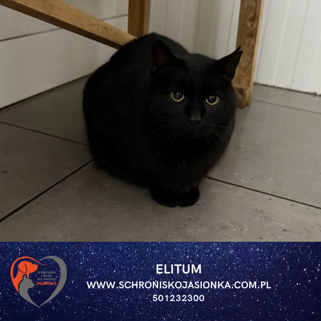 Elitum, male Mixed Breed for adoption at Schronisko Jasionka - Adoptuj Psa, Jasionka