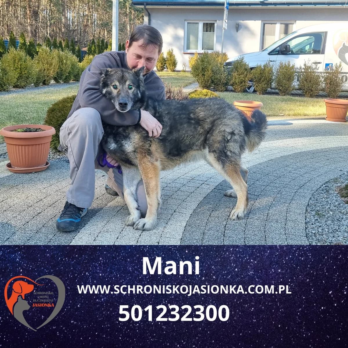 Mani, male Mixed Breed for adoption at Schronisko Jasionka - Adoptuj Psa, Jasionka