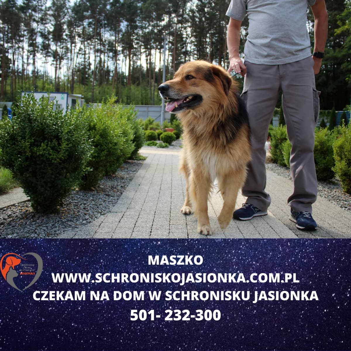 Maszko, male Mixed Breed for adoption at Schronisko Jasionka - Adoptuj Psa, Jasionka