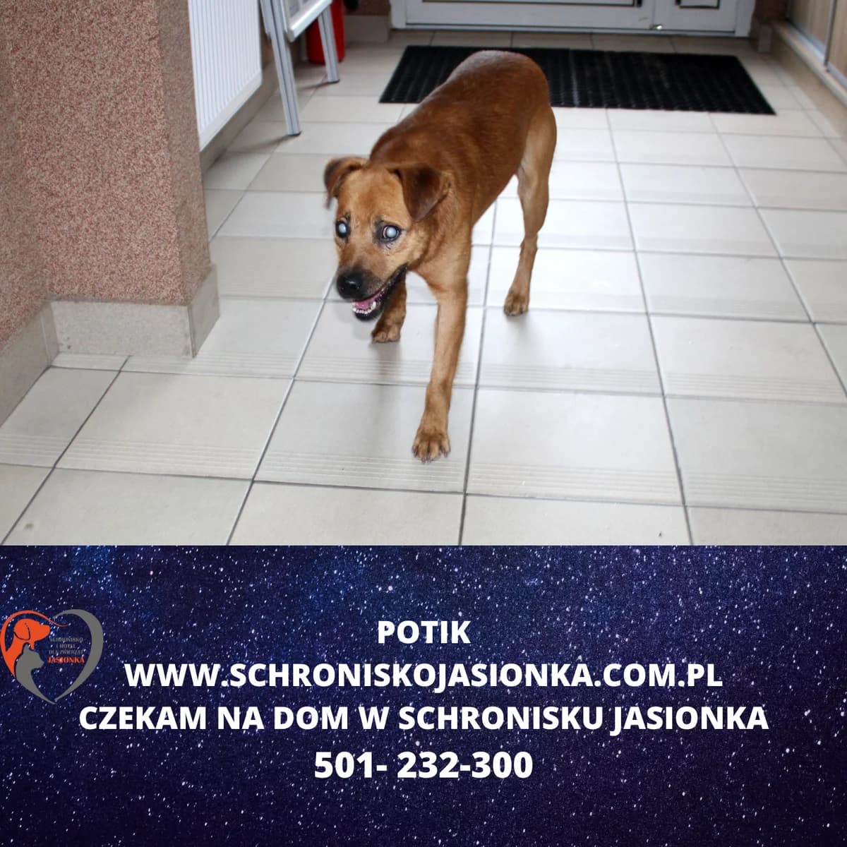 Potik, male Mixed Breed for adoption at Schronisko Jasionka - Adoptuj Psa, Jasionka