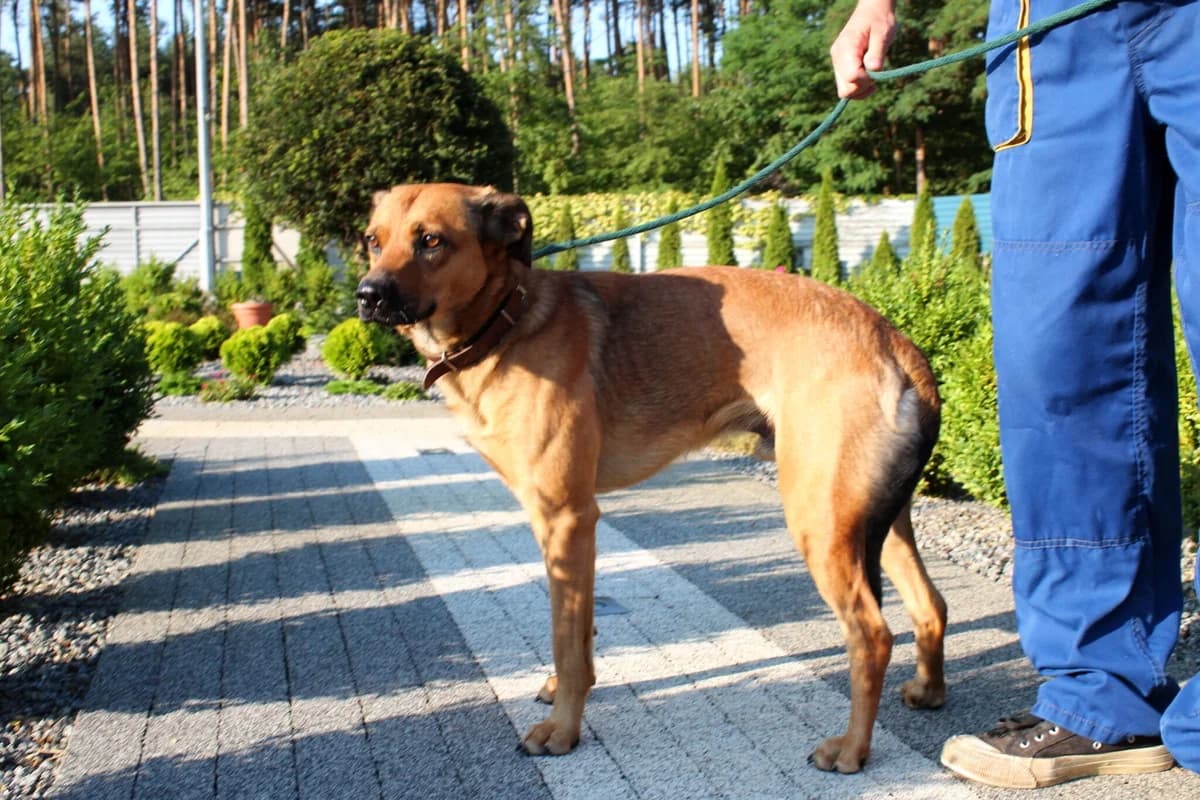 Armando, Mixed Breed (Schronisko Jasionka - Adoptuj Psa)
