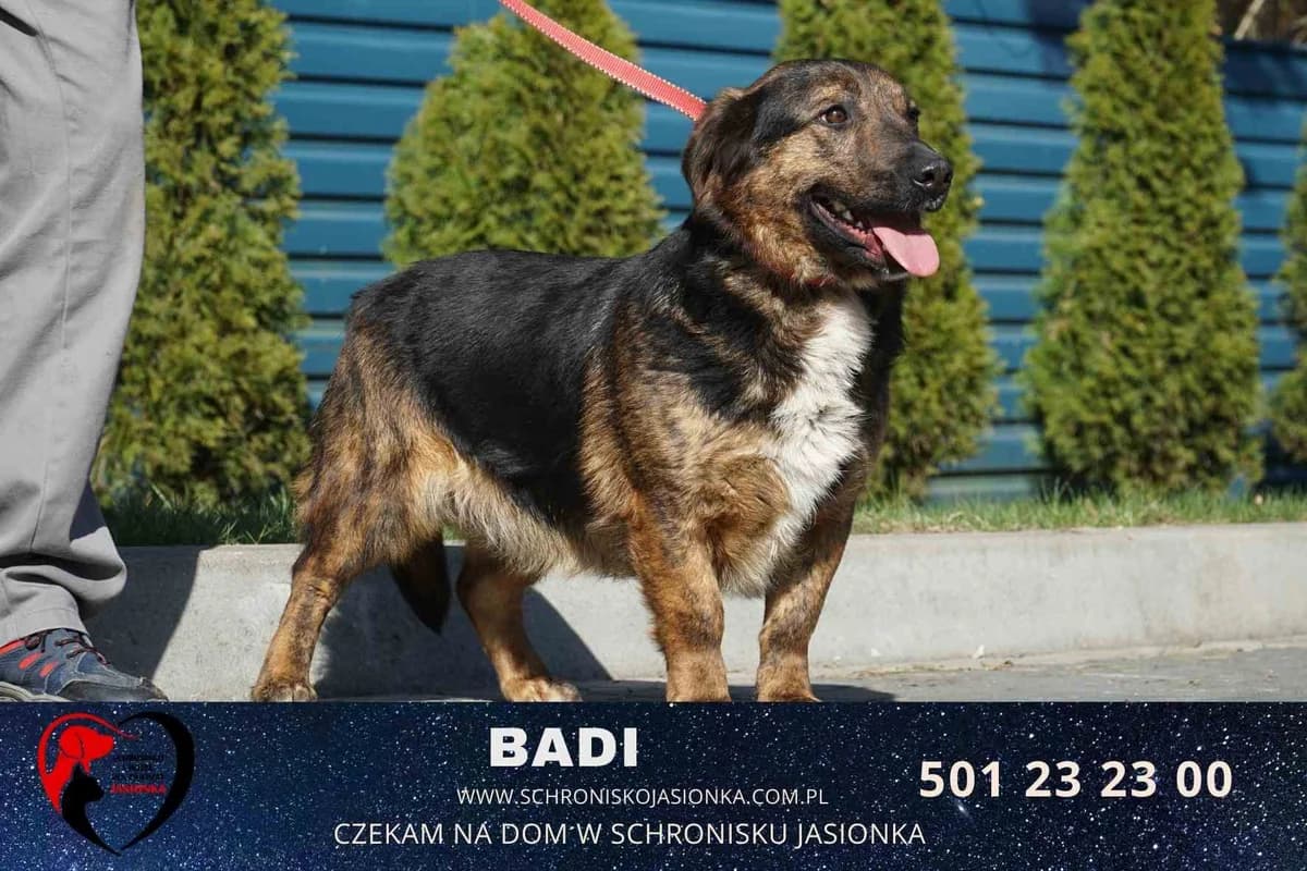 Badi, male Mixed Breed for adoption at Schronisko Jasionka - Adoptuj Psa, Jasionka