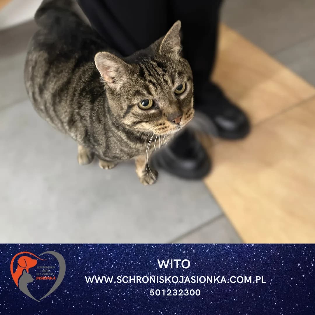 Wito, female Mixed Breed for adoption at Schronisko Jasionka - Adoptuj Psa, Jasionka
