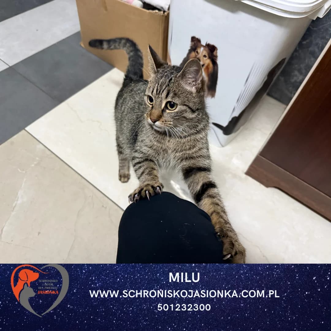 Milu, female Mixed Breed for adoption at Schronisko Jasionka - Adoptuj Psa, Jasionka