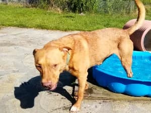 Homer, male Mixed Breed for adoption at Ami Fundacja Pomocy Zwierzętom