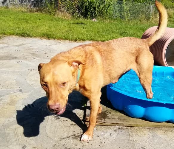 Homer, male Mixed Breed for adoption at Ami Fundacja Pomocy Zwierzętom — photo 2 of 4