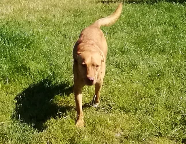 Homer, male Mixed Breed for adoption at Ami Fundacja Pomocy Zwierzętom — photo 3 of 4
