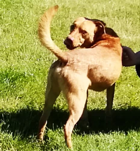 Homer, male Mixed Breed for adoption at Ami Fundacja Pomocy Zwierzętom — photo 4 of 4