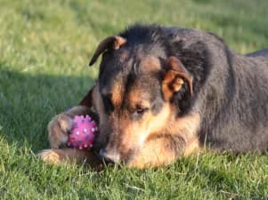 Lord, male Mixed Breed for adoption at Ami Fundacja Pomocy Zwierzętom