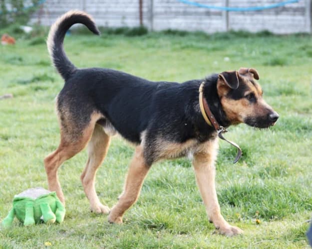 Lord, male Mixed Breed for adoption at Ami Fundacja Pomocy Zwierzętom — photo 2 of 8
