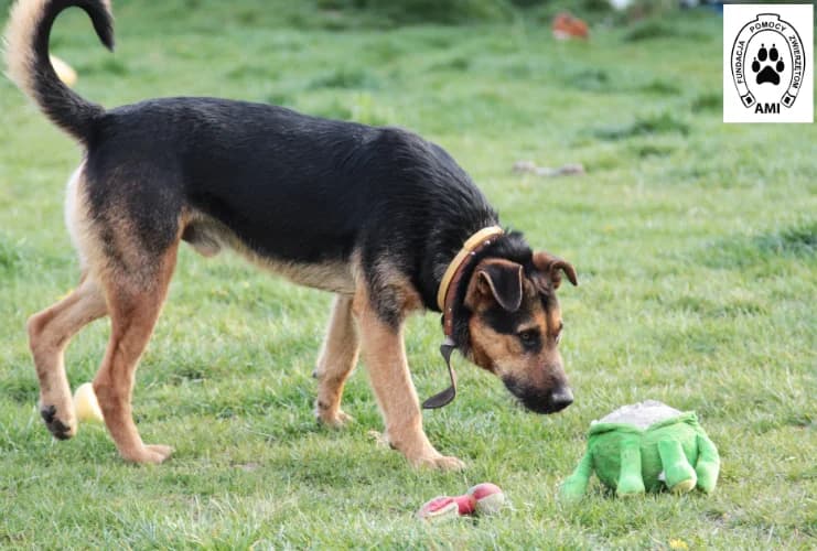 Lord, male Mixed Breed for adoption at Ami Fundacja Pomocy Zwierzętom — photo 3 of 8