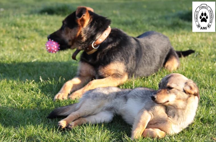 Lord, male Mixed Breed for adoption at Ami Fundacja Pomocy Zwierzętom — photo 4 of 8