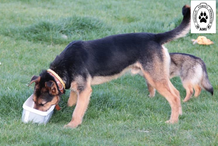 Lord, male Mixed Breed for adoption at Ami Fundacja Pomocy Zwierzętom — photo 5 of 8