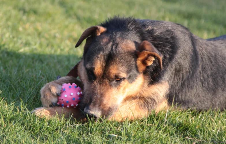Lord, male Mixed Breed for adoption at Ami Fundacja Pomocy Zwierzętom — photo 6 of 8