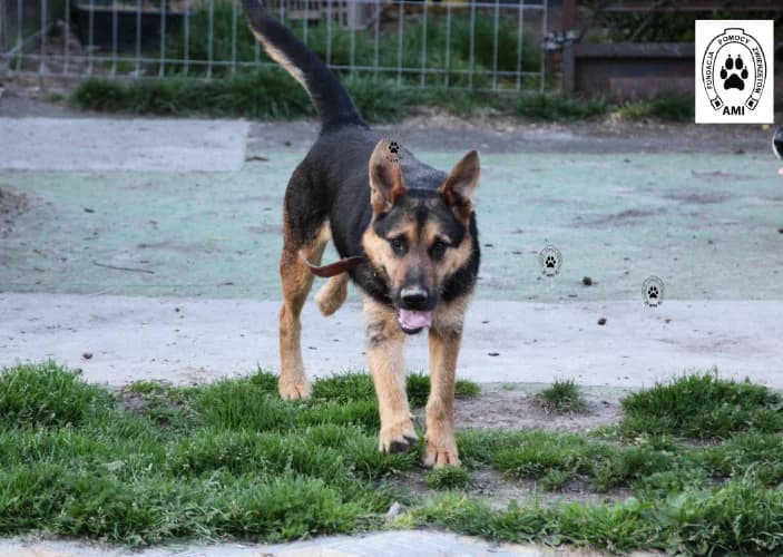 Lord, male Mixed Breed for adoption at Ami Fundacja Pomocy Zwierzętom — photo 7 of 8