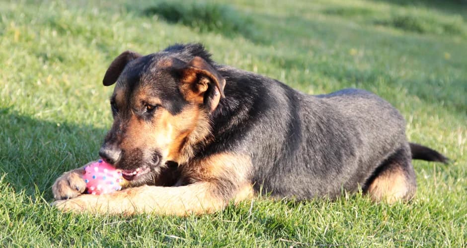 Lord, male Mixed Breed for adoption at Ami Fundacja Pomocy Zwierzętom — photo 8 of 8