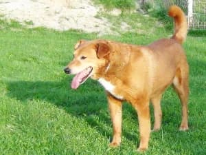 Opal, male Mixed Breed for adoption at Ami Fundacja Pomocy Zwierzętom
