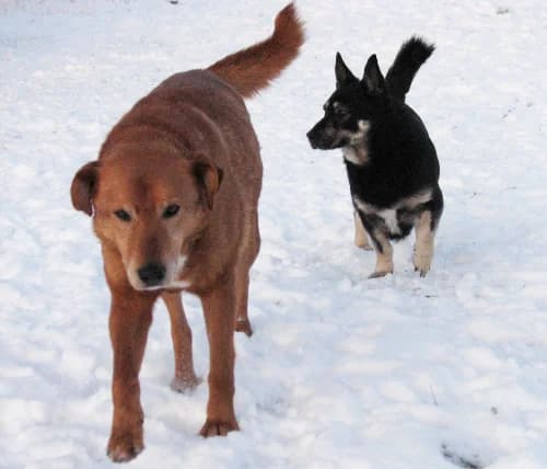 Opal, male Mixed Breed for adoption at Ami Fundacja Pomocy Zwierzętom — photo 2 of 8
