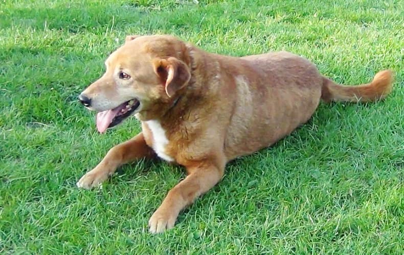 Opal, male Mixed Breed for adoption at Ami Fundacja Pomocy Zwierzętom — photo 3 of 8