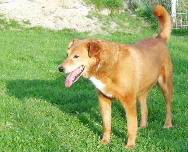 Opal, male Mixed Breed for adoption at Ami Fundacja Pomocy Zwierzętom — photo 4 of 8