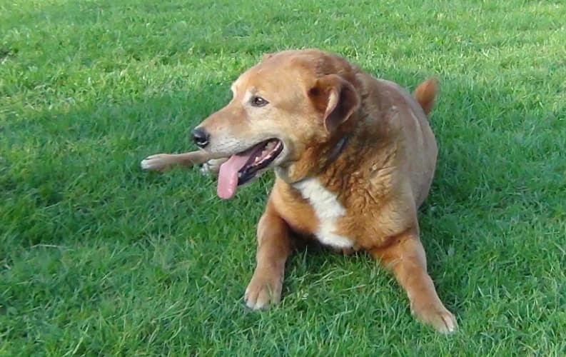Opal, male Mixed Breed for adoption at Ami Fundacja Pomocy Zwierzętom — photo 5 of 8