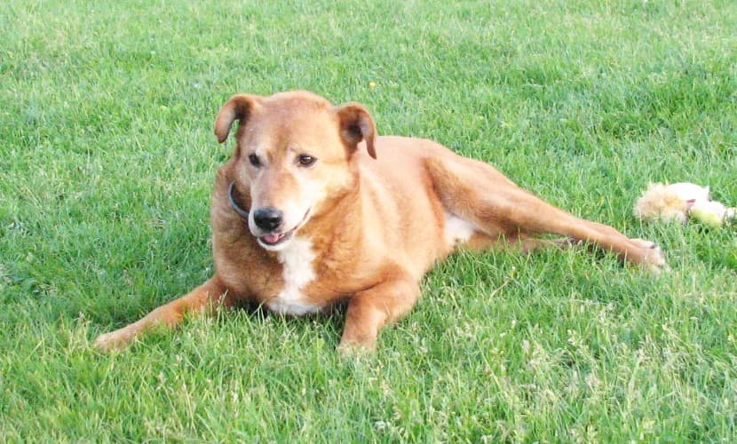 Opal, male Mixed Breed for adoption at Ami Fundacja Pomocy Zwierzętom — photo 6 of 8
