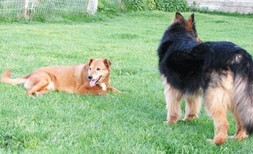 Opal, male Mixed Breed for adoption at Ami Fundacja Pomocy Zwierzętom — photo 7 of 8