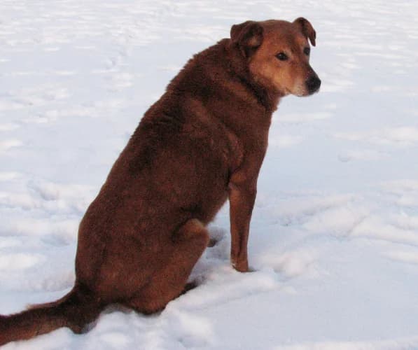 Opal, male Mixed Breed for adoption at Ami Fundacja Pomocy Zwierzętom — photo 8 of 8