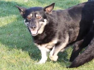 Szafir, male Mixed Breed for adoption at Ami Fundacja Pomocy Zwierzętom