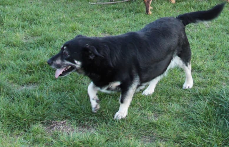 Szafir, male Mixed Breed for adoption at Ami Fundacja Pomocy Zwierzętom — photo 3 of 5