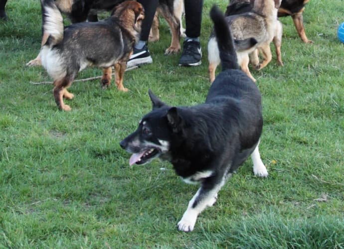 Szafir, male Mixed Breed for adoption at Ami Fundacja Pomocy Zwierzętom — photo 4 of 5