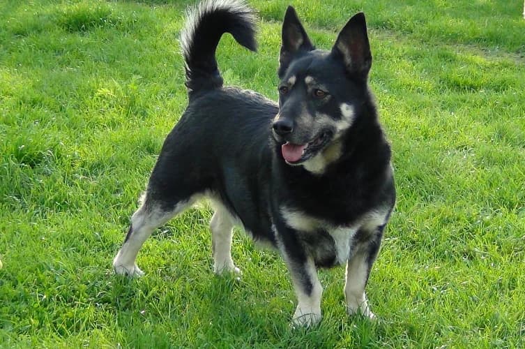 Szafir, male Mixed Breed for adoption at Ami Fundacja Pomocy Zwierzętom — photo 5 of 5