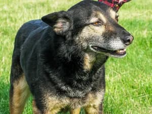 Szanta, female Mixed Breed for adoption at Ami Fundacja Pomocy Zwierzętom