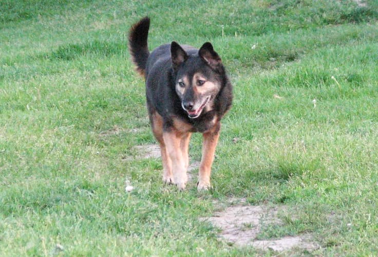 Szanta, female Mixed Breed for adoption at Ami Fundacja Pomocy Zwierzętom — photo 3 of 5
