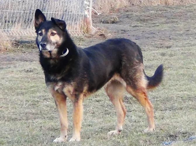 Szanta, female Mixed Breed for adoption at Ami Fundacja Pomocy Zwierzętom — photo 4 of 5