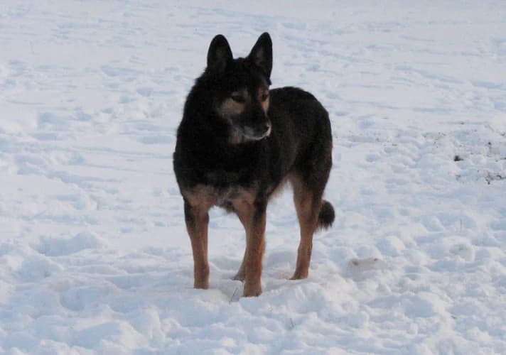 Szanta, female Mixed Breed for adoption at Ami Fundacja Pomocy Zwierzętom — photo 5 of 5