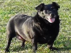 Tofik, male senior Mixed Breed for adoption at Ami Fundacja Pomocy Zwierzętom