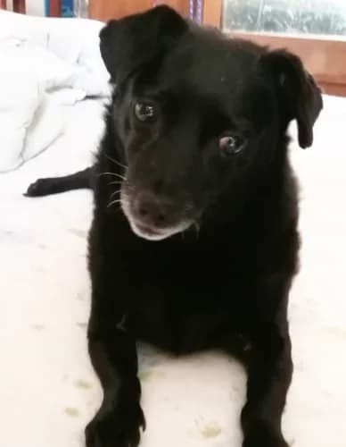 Tofik, male Mixed Breed for adoption at Ami Fundacja Pomocy Zwierzętom — photo 2 of 4