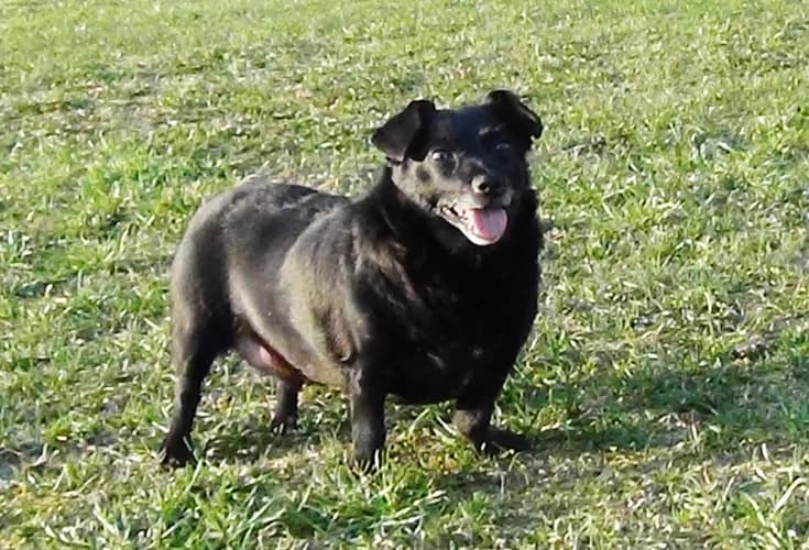 Tofik, male Mixed Breed for adoption at Ami Fundacja Pomocy Zwierzętom — photo 3 of 4