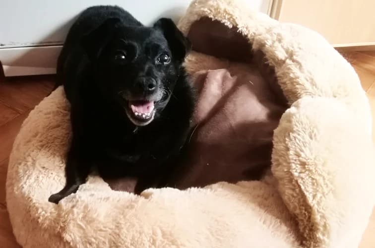 Tofik, male Mixed Breed for adoption at Ami Fundacja Pomocy Zwierzętom — photo 4 of 4