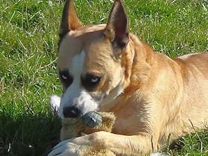 Jantar, male Mixed Breed for adoption at Ami Fundacja Pomocy Zwierzętom