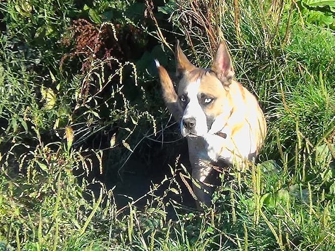 Jantar, male Mixed Breed for adoption at Ami Fundacja Pomocy Zwierzętom — photo 2 of 9